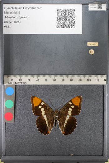 Media type: image;   Entomology 140945
